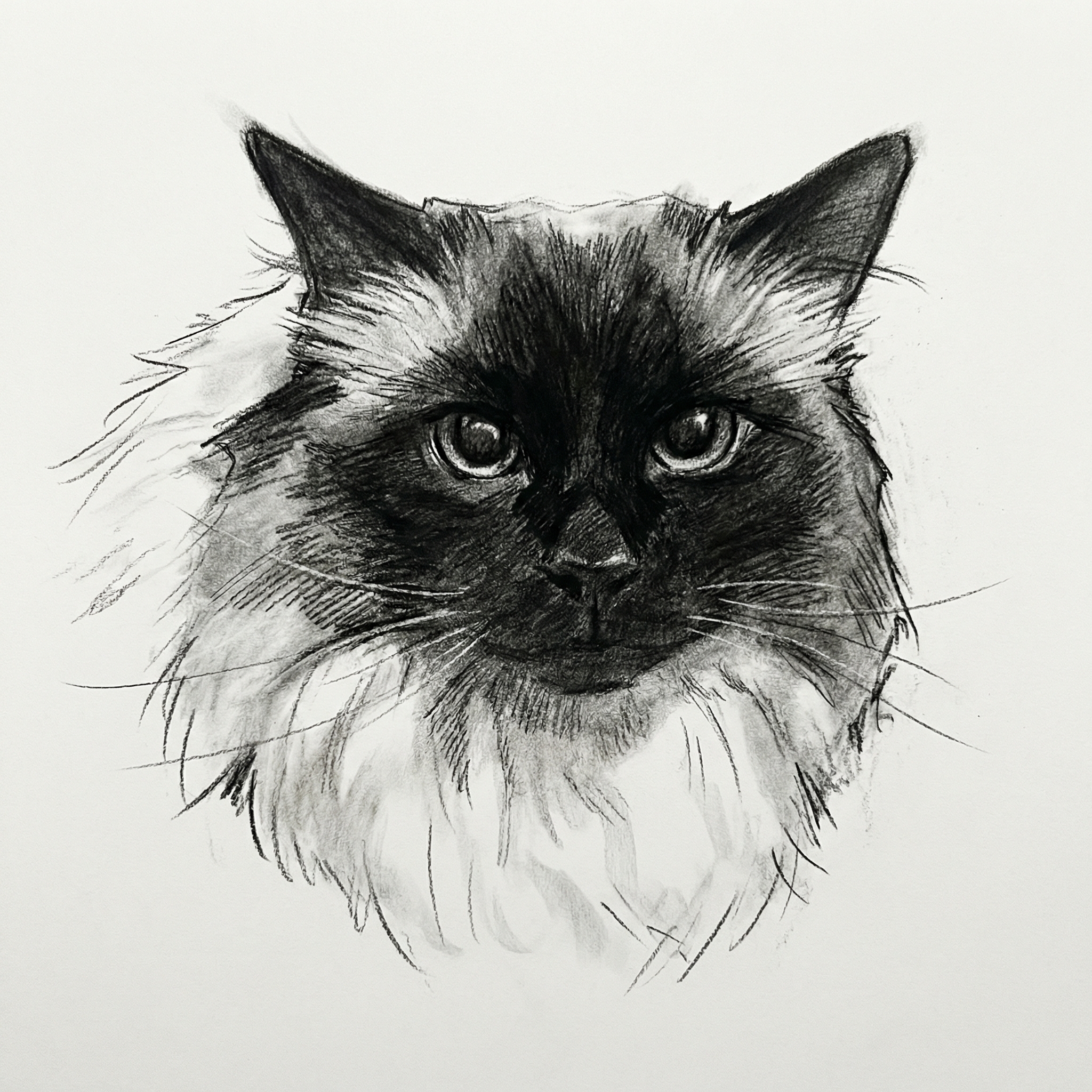 Darcy's Charcoal portrait